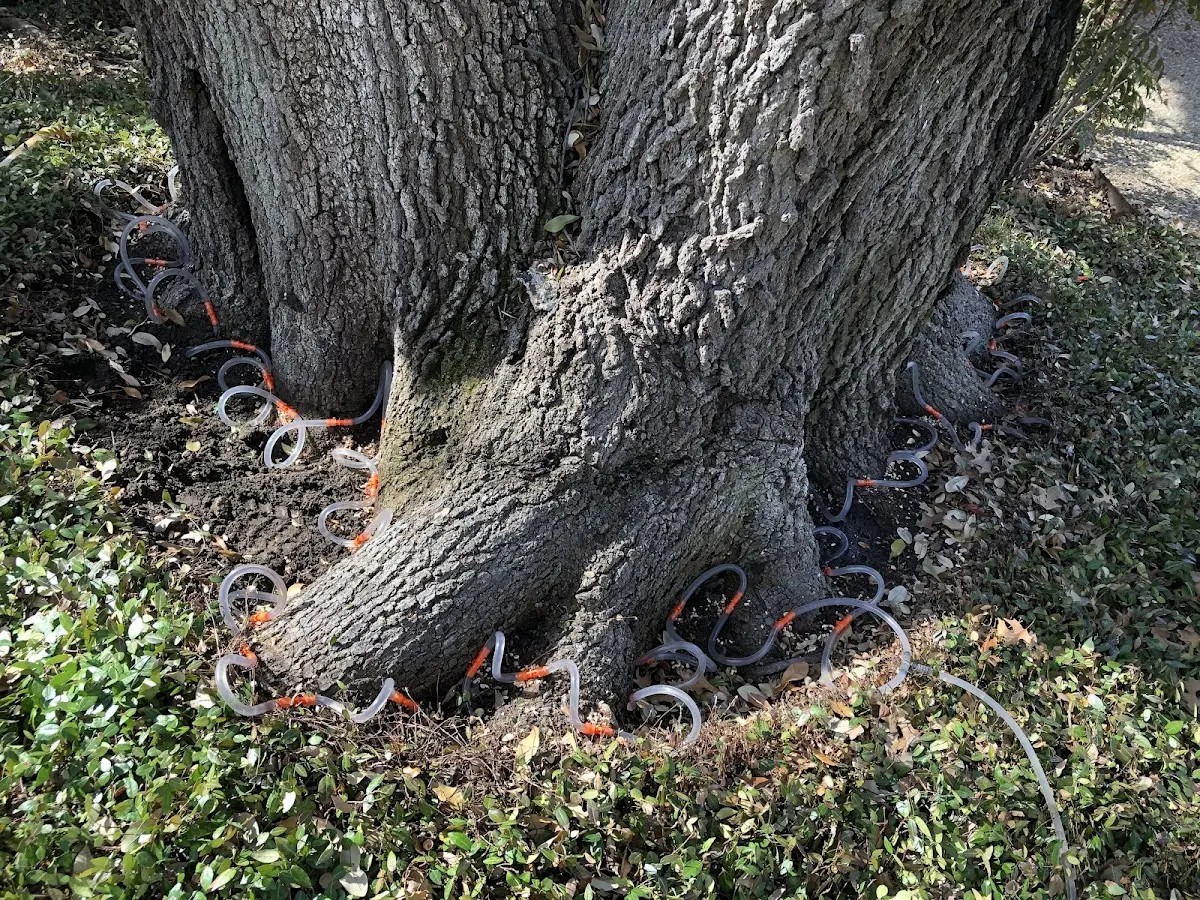 Detailed Tree Cabling and Bracing job site in Mifflinburg