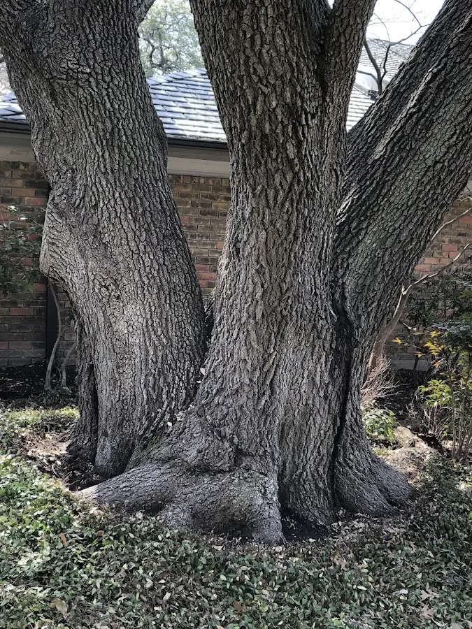 Mature heritage tree close to a Mifflinburg property cared for by certified arborists